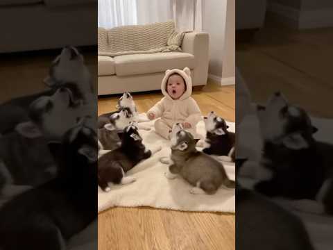 🐕 Why Is This Baby Howling With a Pack of Huskies?赤ちゃんはなぜハスキーたちと遠吠えしているのか？