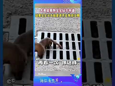 大黃鼠狼教寶寶鉆下水道 結果寶寶頭大就是進不去 #shorts