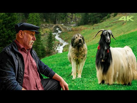 Küçük Ağa'nın Yayla Göçü - Bölüm 2 | Belgesel Film