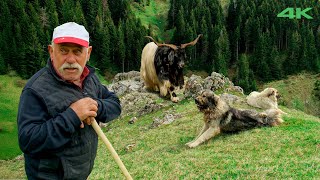 Küçük Ağa'nın Yayla Göçü - Bölüm 2 | Belgesel Film