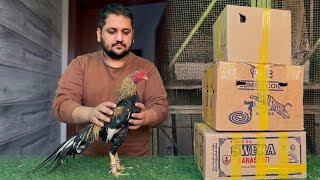 Aseel Murga Breeding Farm In Pakistan, Poultry Update Hsn Entertainment 