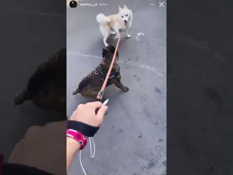 Yuki a sa première bagarre avec un autre chien Michou est en pls 😂