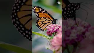 World Bee Day | Journée Mondiale Des Abeilles