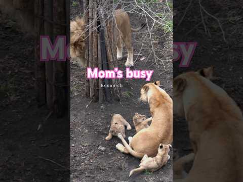 ママは忙しい⚡️Mom's busy. #shorts  #lion #baby