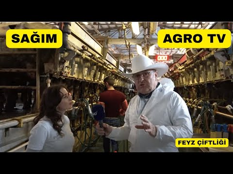Feyz Çiftliğinde Sağım Nasıl Yapılıyor?
