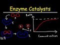Enzyme Function and Mechanisms