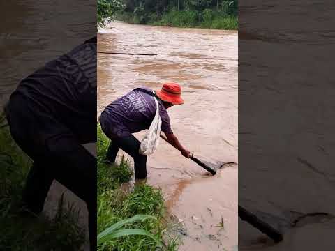 Catching fish in murky water with nets part 2 #fishing #shorts