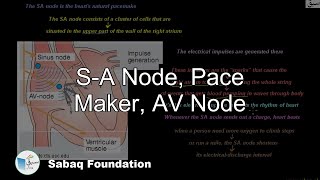 S-A Node, Pace Maker, AV Node