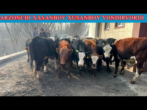 ARZONCHI XASANBOY XUSANBOY BUQALARNI NARXLARNI KESKIN ARZONLATIB YUBORDI YONDIRDIVORDI