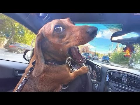 Videos De Risa De Animales 🤣🐶 Animales Más Divertidos Que Jamás Hayas Visto 😸🐶