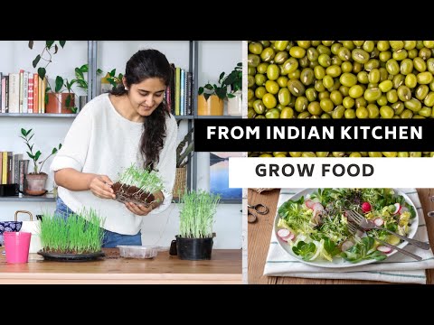 Grow Microgreens from Indian Kitchen| Ready to eat in 7days
