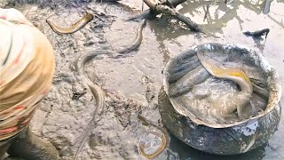 বিষাক্ত শিং মাছ এবং সাপ একসাথে ভয়ঙ্কর অবস্থা | Fishing in the lake of Village | Traditional fishing