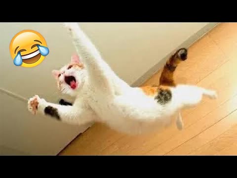 Funniest Animals 2023 😂 Funny Cats and Dogs 🐱🐶 | Funny Animal Videos #23