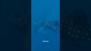 The worlds largest shark! 😵 ￼MUST WATCH! #sharkswim