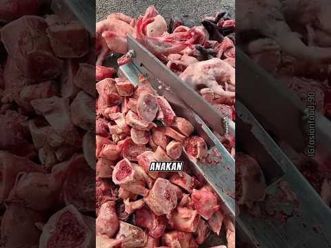 Pakan Buaya Ternak #hewanunik #youtubeshorts
