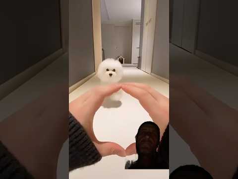 Dog lovers dog cute #dog #pets #puppy #dogs  #viral #funny #cute #nature #shorts #short #fyp