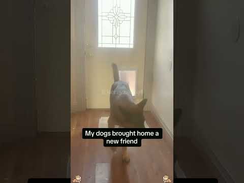 The dog who brought his friend home🤣🤣🤣🤣#dog #dogs #dogliver #fyp #funnyanimals #usa #foryou