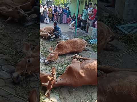 cara tukang bangunan menjinakkan hewan qurban #viral#short