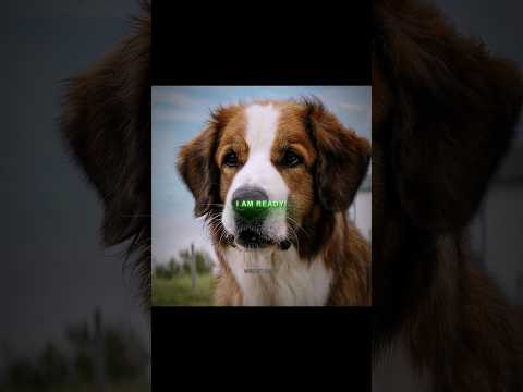 Dog Lives Many Lives but Returns to His First Owner "A Dog's Purpose" #shorts