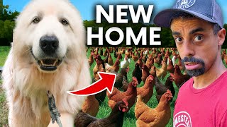We Found Him a NEW HOME… And It Was a Dream Come True! 🐾