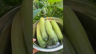 มาแล้วเพื่อนๆคลิปปลูกแตงกวา🥒#ปลูกผักกินเอง #ปลูกผักสวนครัว #ลูกผักภูเก็ต