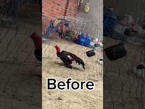 After 2 minutes #aseelhenfarm #aseelmurga #roosterfarm #cricketmatch #chicken #aseelhen #rooster