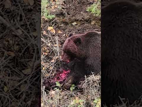 Brown Bear Scavenging A Black Bear #natureismetal #keepnaturemetal #brownbear #blackbear