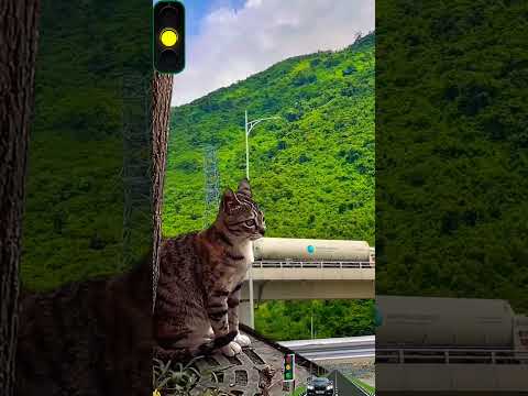 Phản ứng hài hước của chú mèo khi nghe tiếng còi xe tải vui nhộn