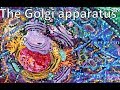 Cellular Transport and Golgi Functions