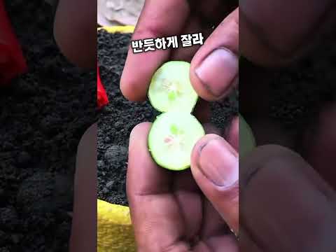 고추 씨앗 심었더니 놀라운 변화가!