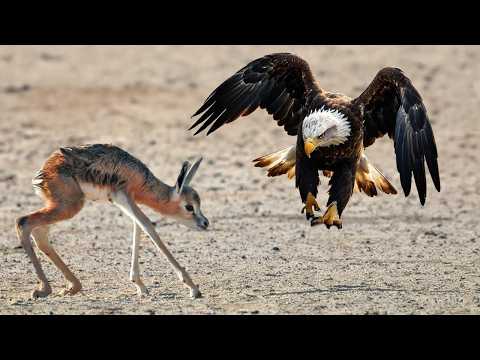 ¡Los Animales Se Metieron Con El Águilas Equivocado!