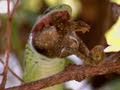 Chameleons and Boomslangs: Survival Strategies
