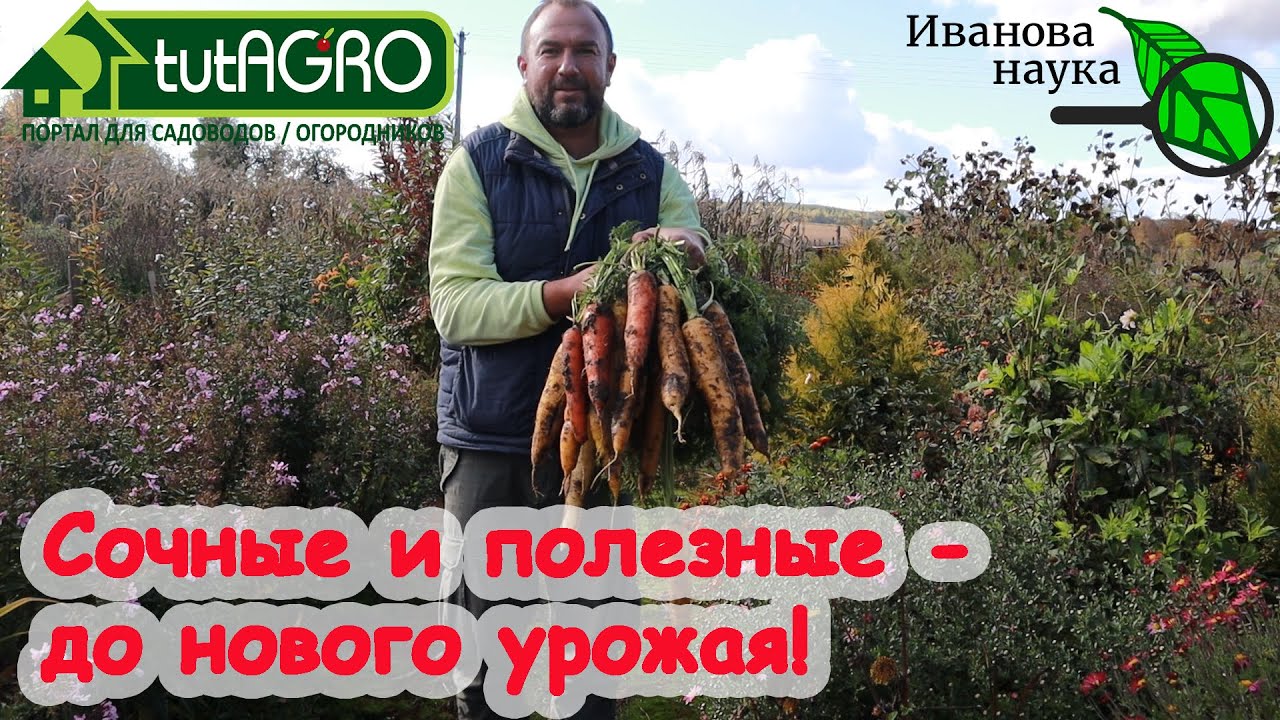 Морковь и свёкла сохранятся до нового урожая - сочные и вкусные! Как хранить корнеплоды без потерь.