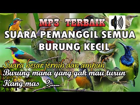 suara pikat semua burung kecil paling ampuh mp3 download,pikat paling banyak di cari.