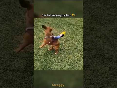 the hat slapping the face 🤣 #shorts #love