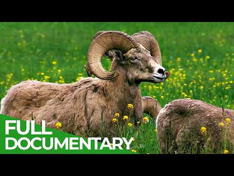 Bighorns: A Wild Connection | Free Documentary Nature