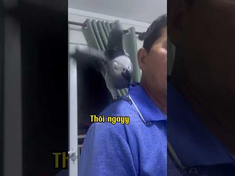 Ngón tay của Giang không còn quyền lực khi coá TP kk #chuvetxambaomaika