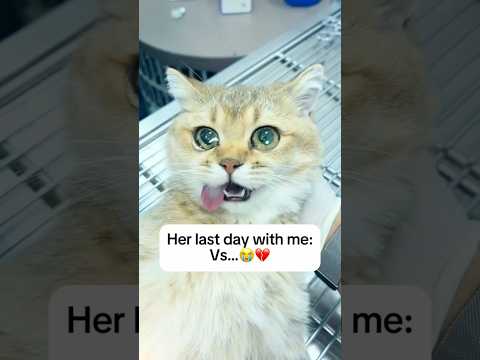I miss her so much 🙁😭 #cat #catlover #petloss