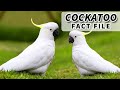 Cockatoo Facts and Characteristics