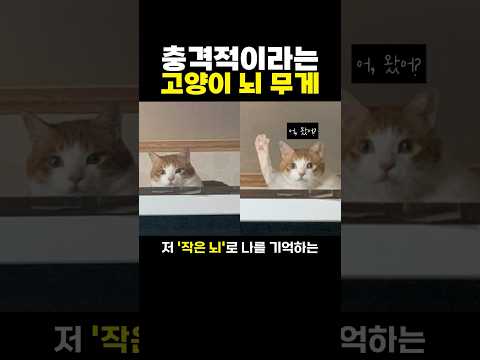 충격적이라는 ‘고양이 뇌’ 무게 ㄷㄷ..