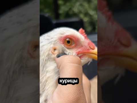 И где у птиц уши ? 👀#шортс