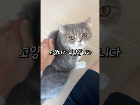 이렇게 쓰다듬으면 고양이한테 손절당합니다