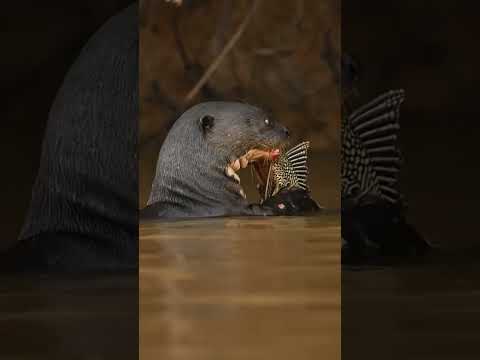 Peixe brasileiro que virou praga em Porto Rico