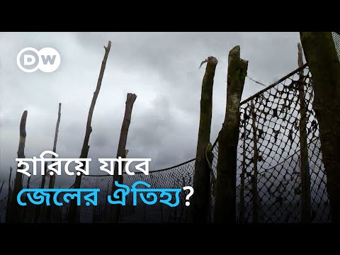 ইউরোপের যে জেলে আজও প্রাচীন পদ্ধতিতে মাছ ধরেন