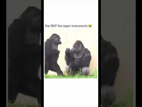 Los gorilas dan risa jajaja #animales #parati #viral #español