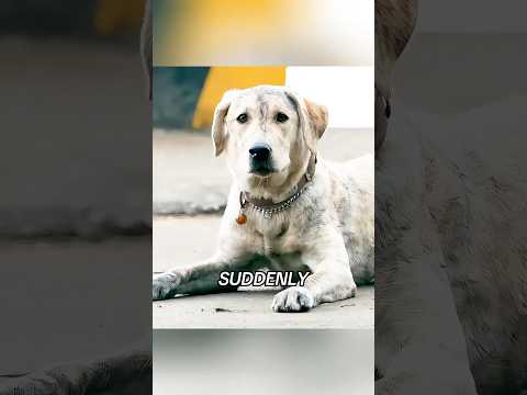 ๐ถ The stray dog went through countless hardships and finally found its owner again. #movie