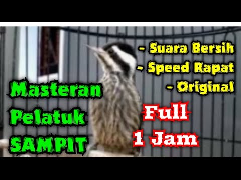 Pelatuk sampit gacor speed rapat || Masteran pelatuk beras full 1 jam