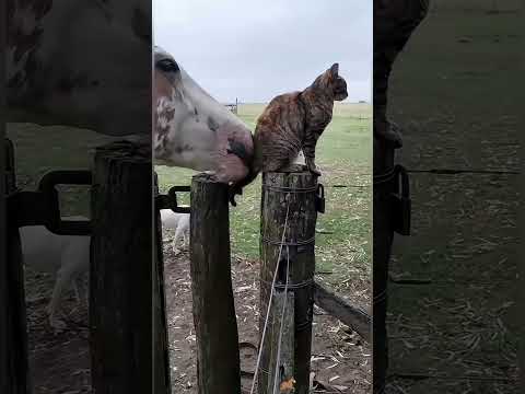 Horse and cat #funny #funnyfarmanimals #funnyanimal #animals #funneyanimal #funnyhorse