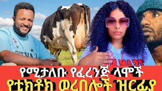 Ethiopia የሚታለቡ የፈረንጅ ላሞች # የቲክቶክ ወረበሎች ዝርፊያ Agazi tube today