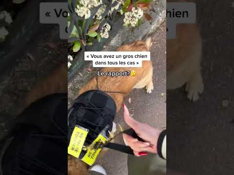 Mon chien s’est fait attaquer 😱 #dog #chien #malinois #k9 #bergerallemand #reels